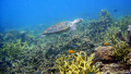   taken TARP sabah. turtle swimming around sabah  